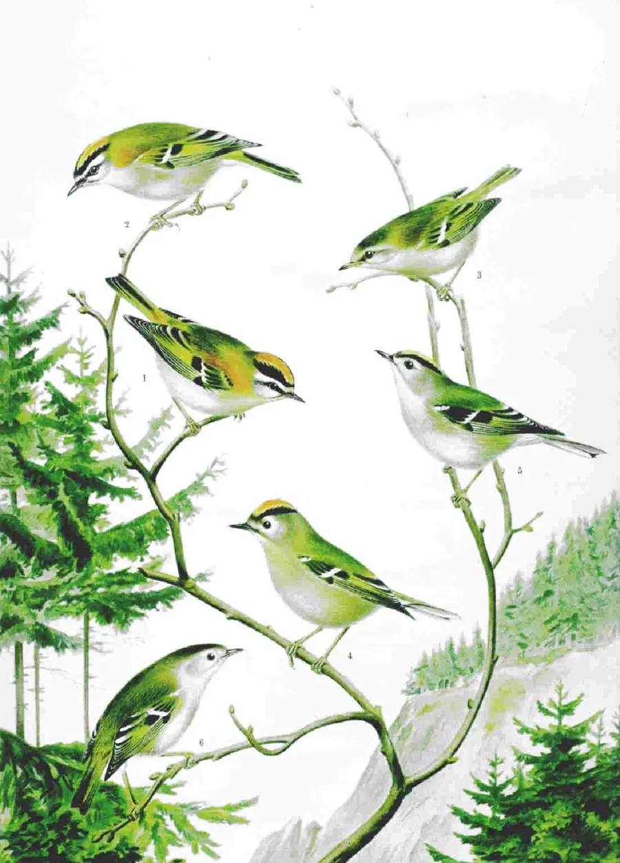 La carte Regulidae