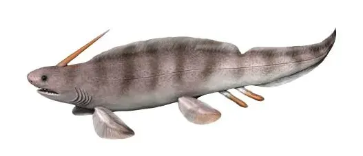 The Xenacanthus card