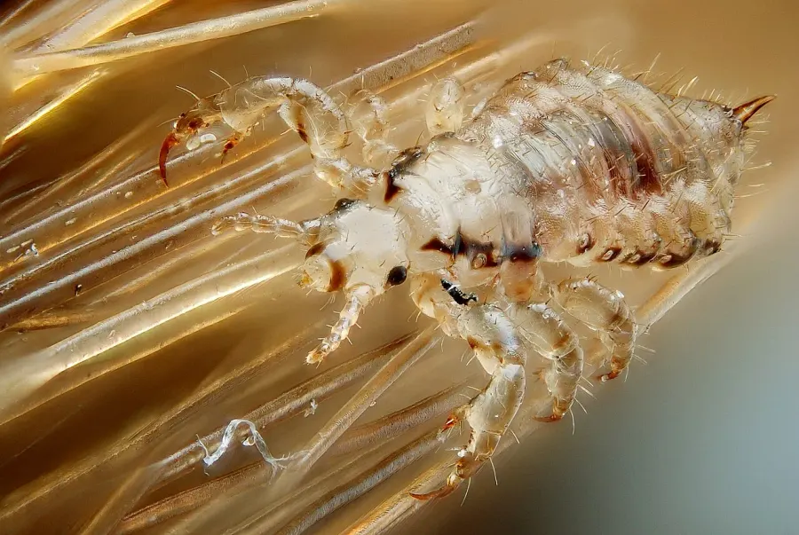 The Louse card