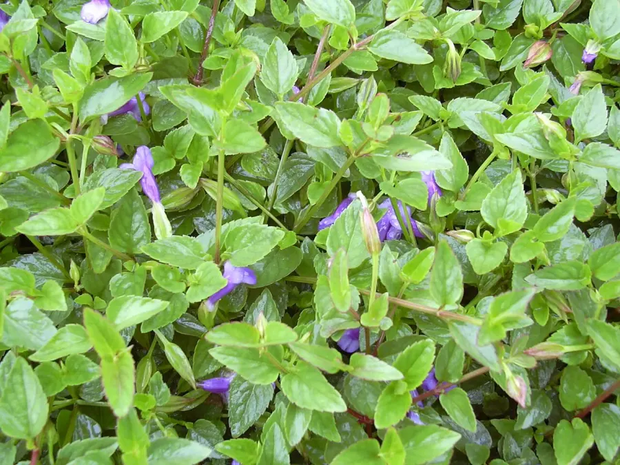 La carte Linderniaceae