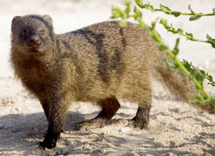 The Egyptian mongoose card