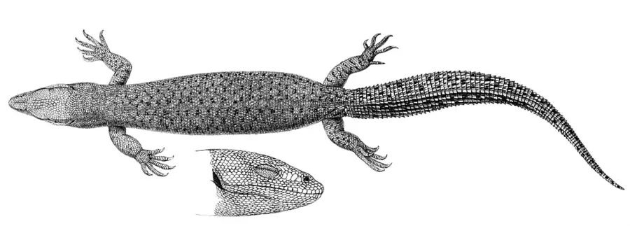 The Short-tailed pygmy monitor card