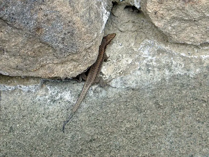 The Anatolian rock lizard card