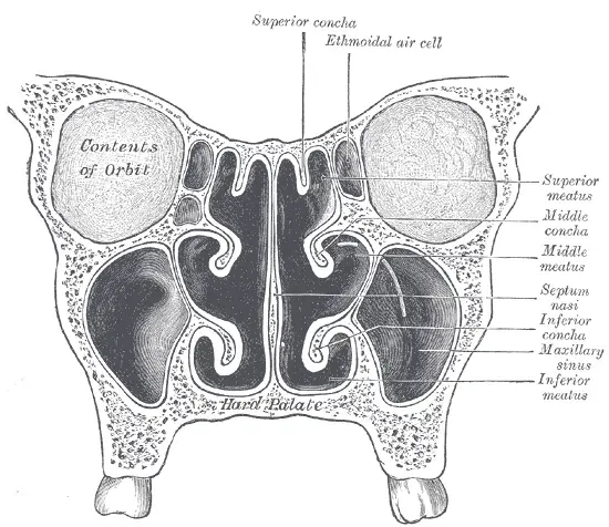La carte Sinus maxillaire
