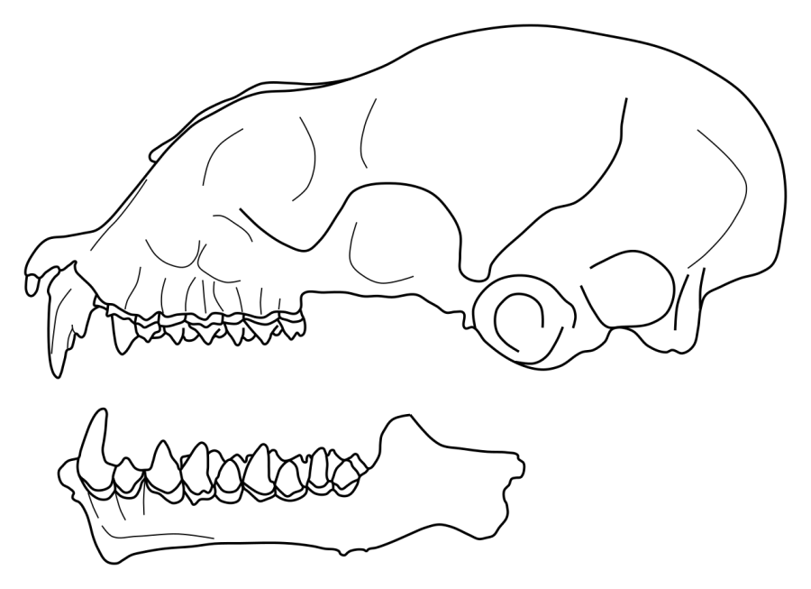 La carte Triaenops