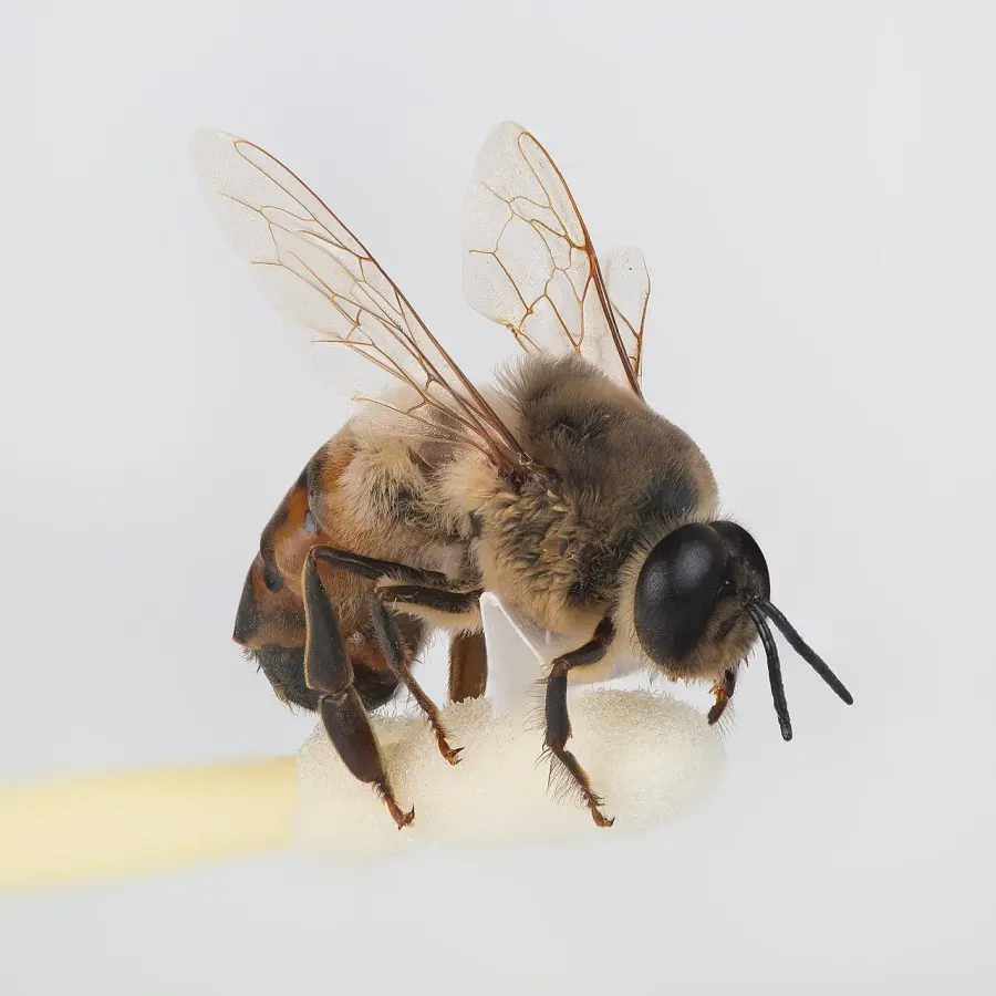 The Drone card