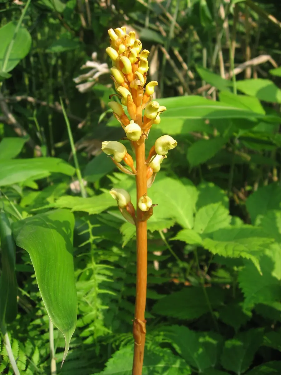 La carte Gastrodia elata