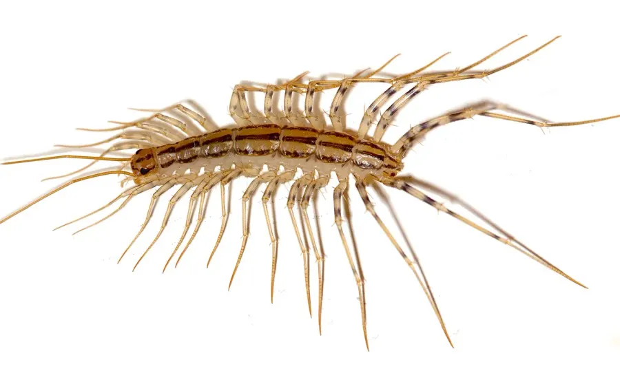 The Scutigeromorpha card