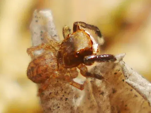 La carte Euophrys