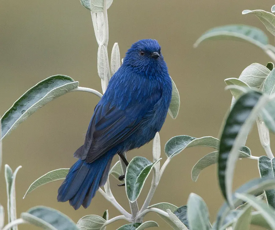 La carte Xénodacnis mésange