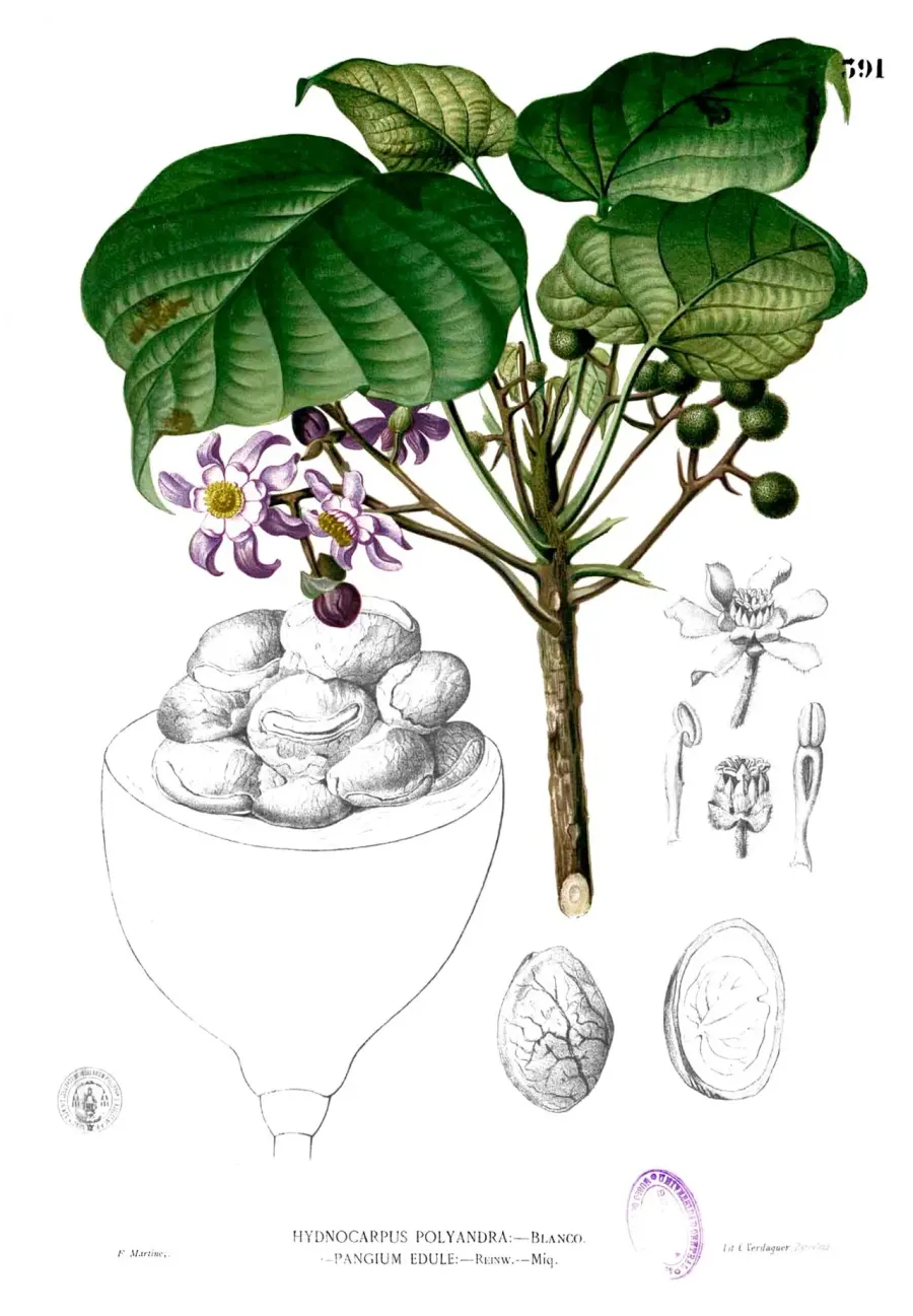 La carte Achariaceae
