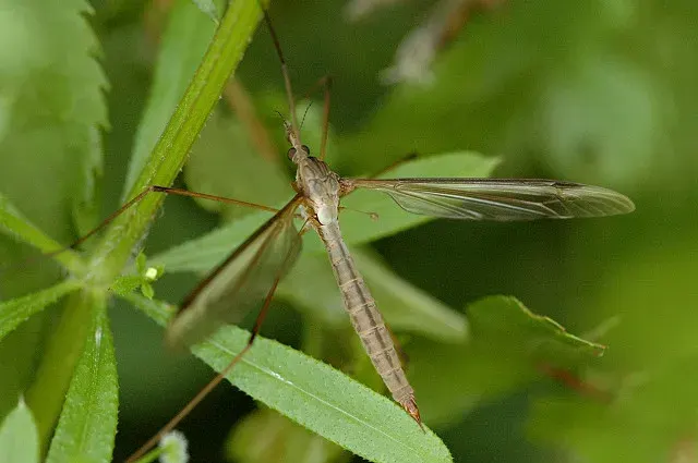 The Tipula oleracea card