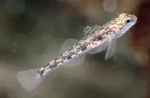 The Painted goby card