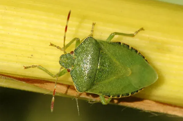 La carte Pentatomidae