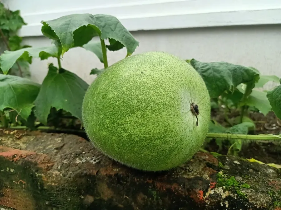 La carte Courge cireuse