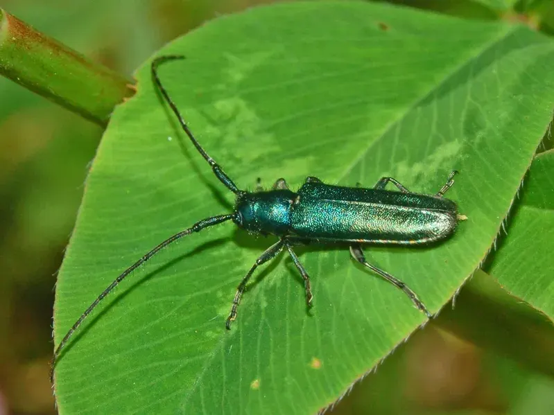 La carte Agapanthia