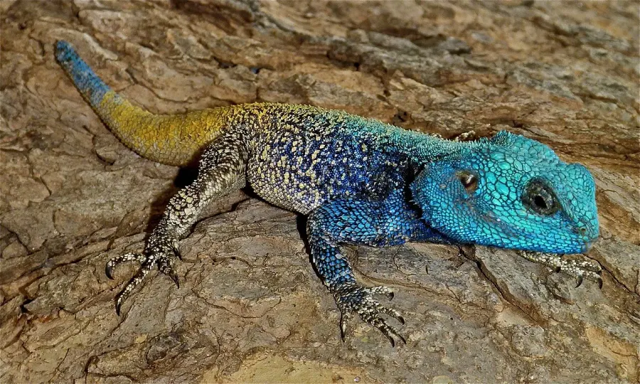 The Acanthocercus atricollis card