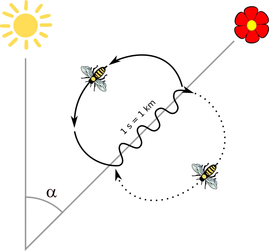 La carte Danse des abeilles