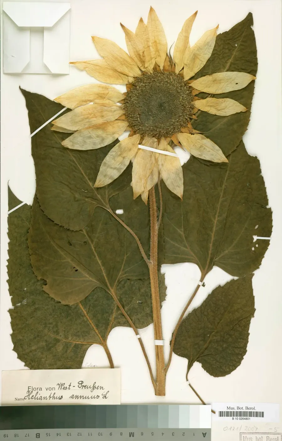 The Plant morphology card