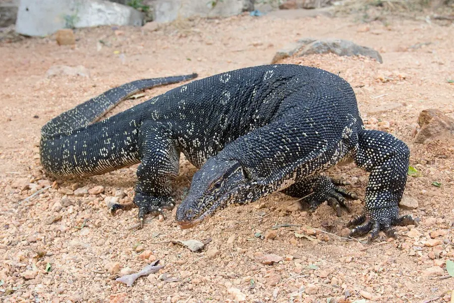 La carte Varan malais