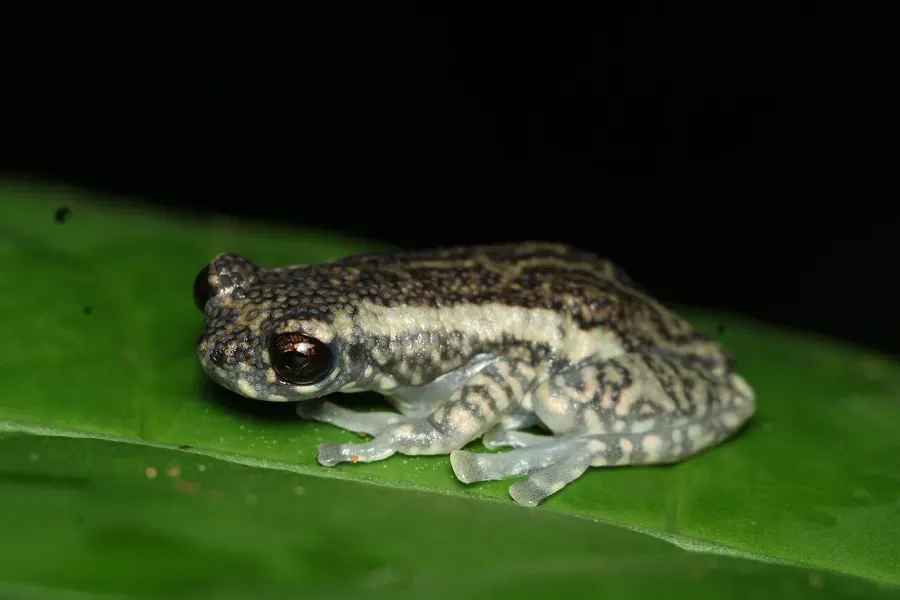 The Tukeit Hill frog card