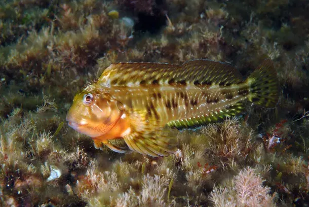 La carte Blenniidae