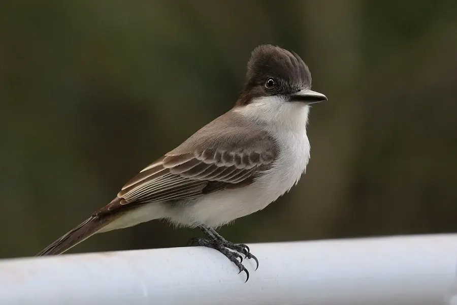 The La Sagra's flycatcher card