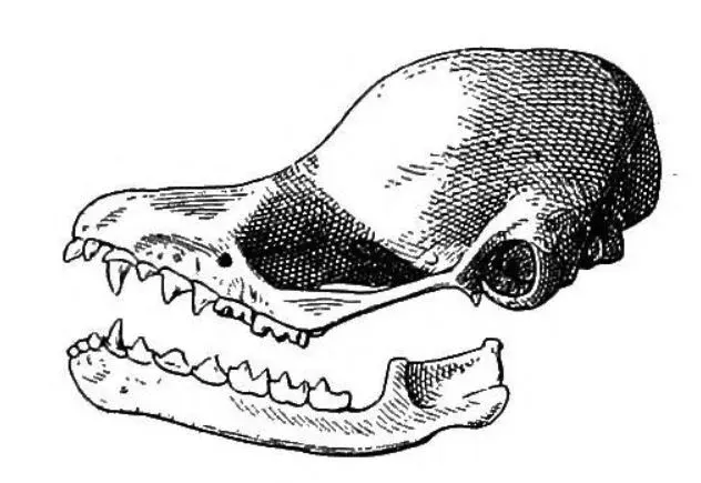 The Peters's disk-winged bat card