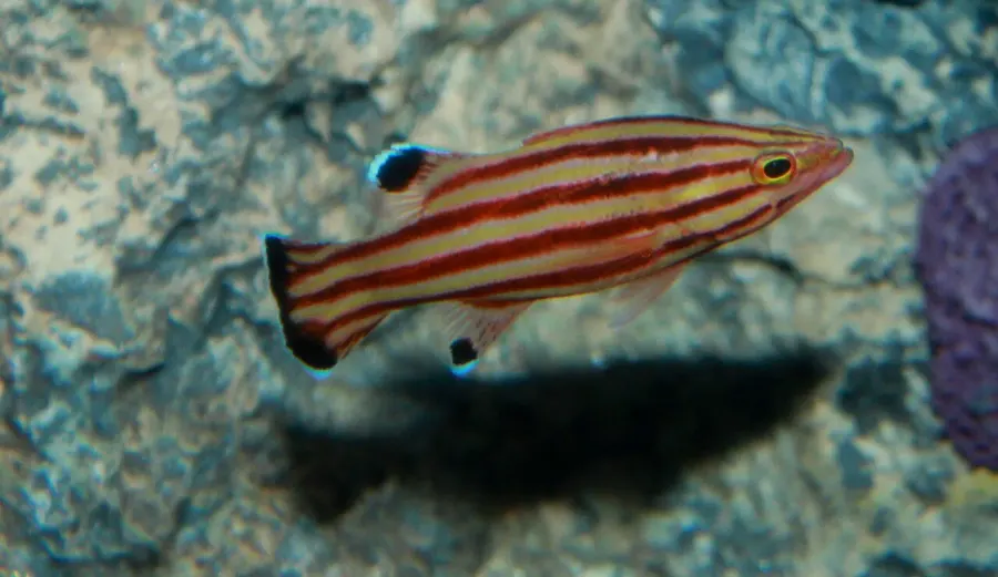 The Liopropoma card