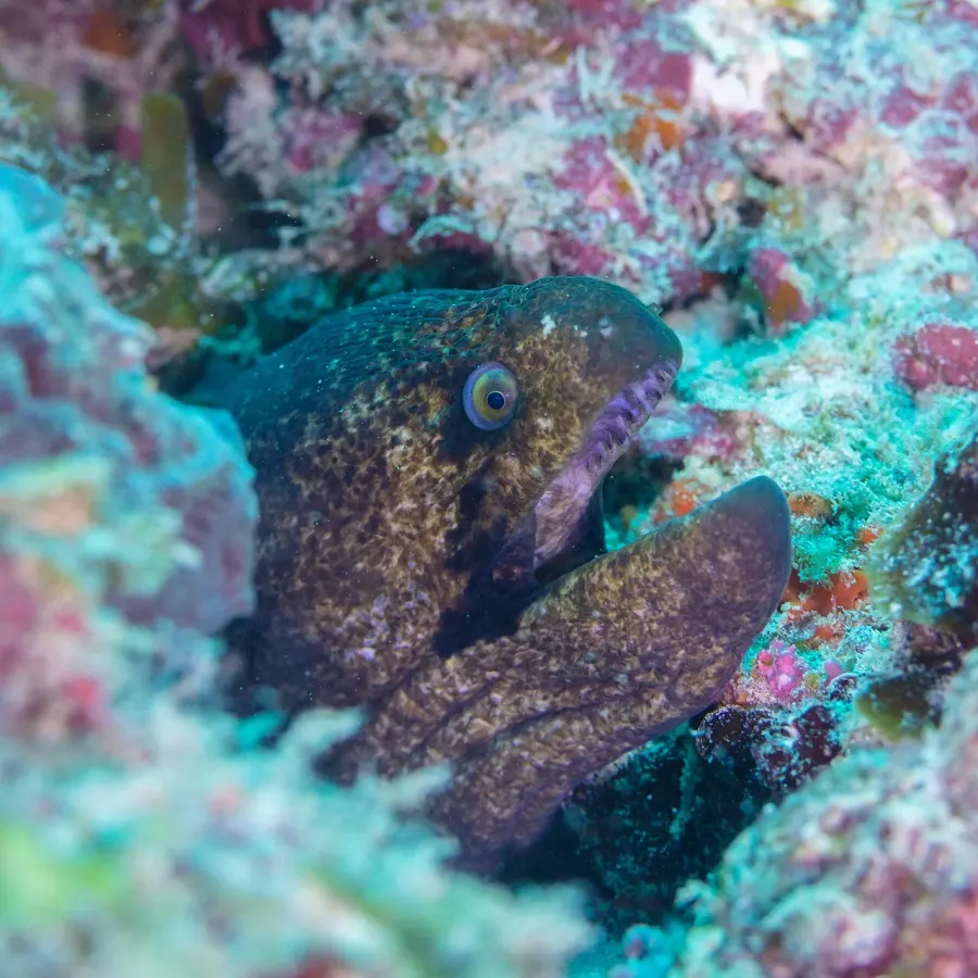 The Yellow-edged moray card