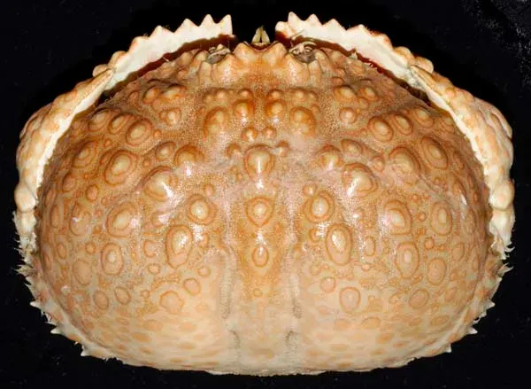 La carte Calappidae