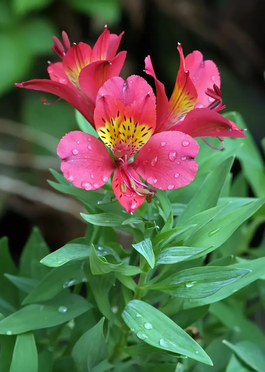 La carte Alstroemeriaceae