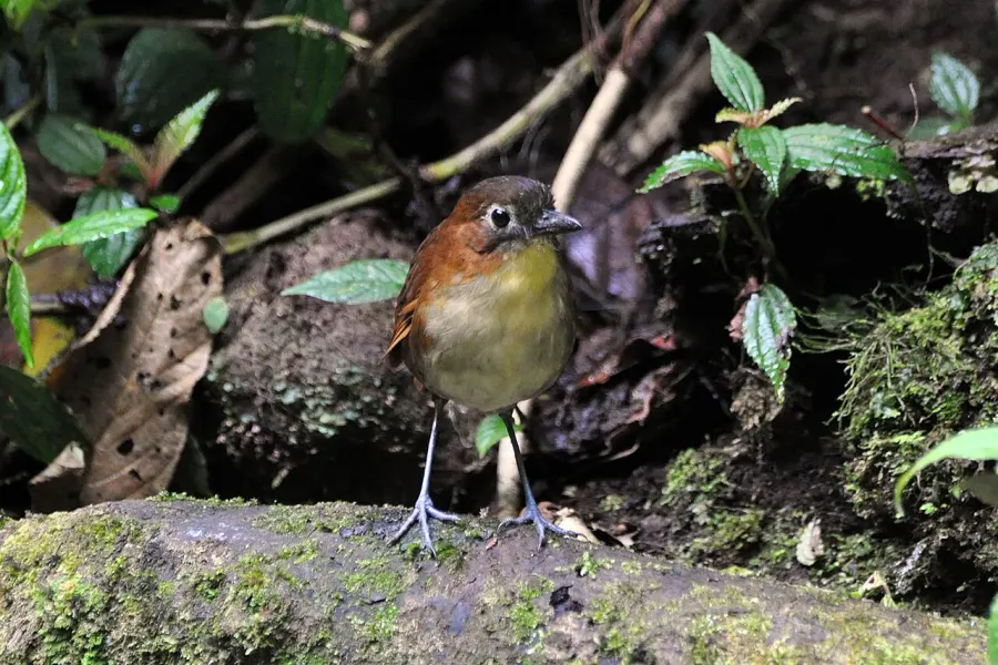 The Yellow-breasted antpitta card