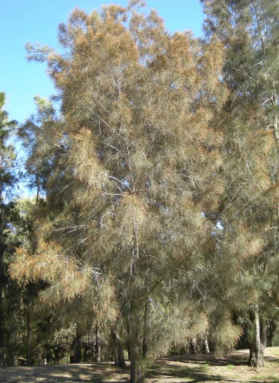 La carte Casuarina cunninghamiana