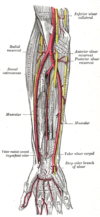 The Radial artery card