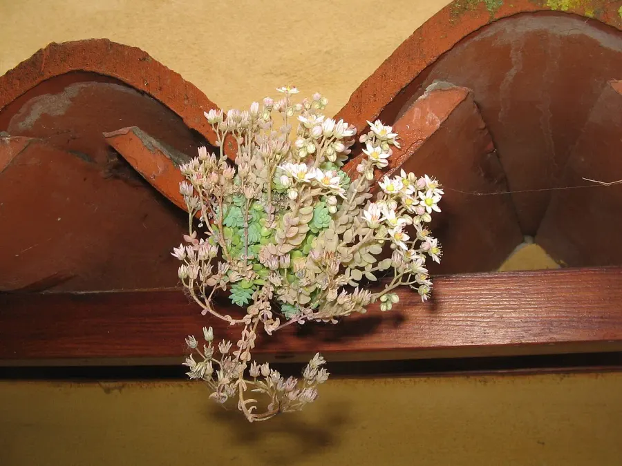 The Sedum dasyphyllum card