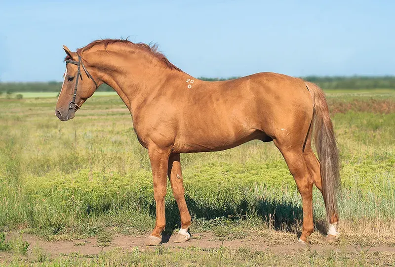 The Budyonny horse card