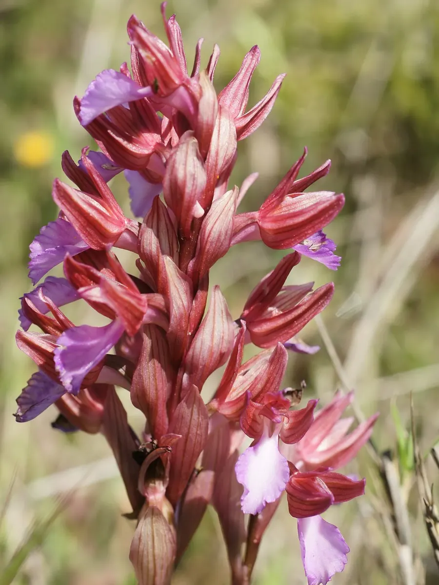 The Anacamptis papilionacea card