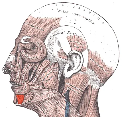 The Depressor labii inferioris muscle card