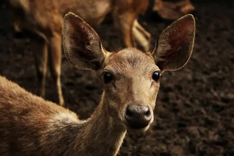 La carte Cerf rusa