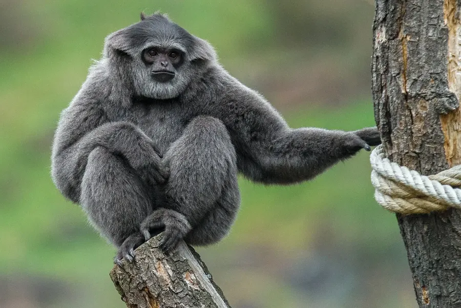 La carte Gibbon cendré