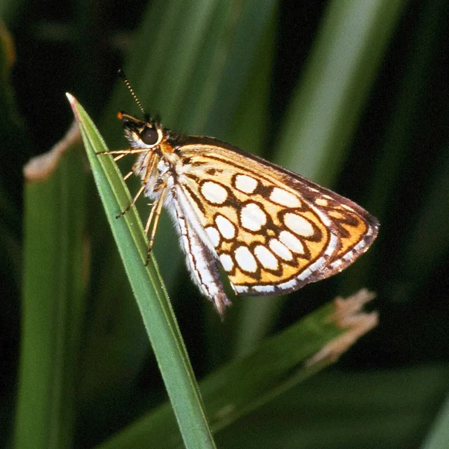 La carte Heteropterinae