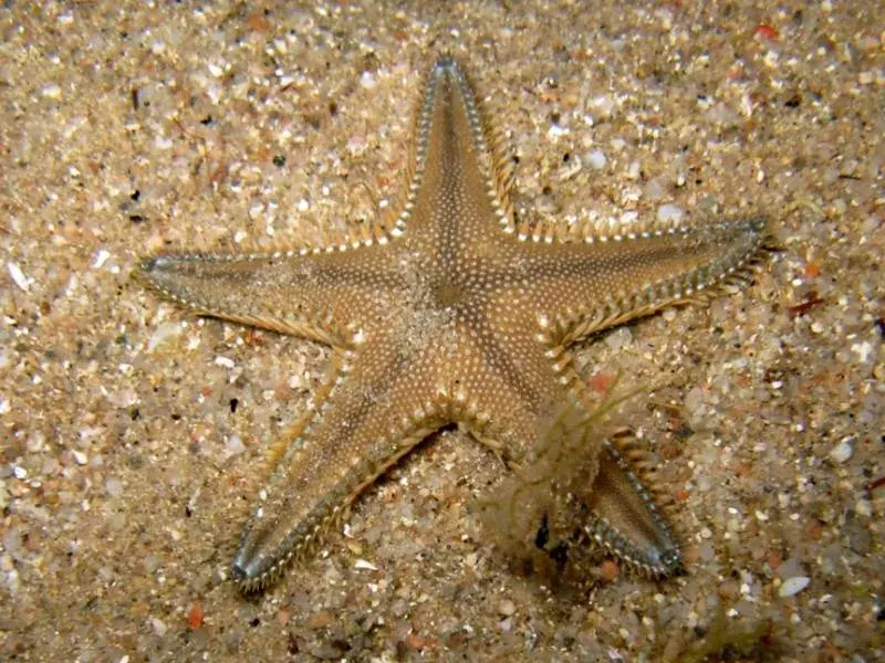 The Astropecten card