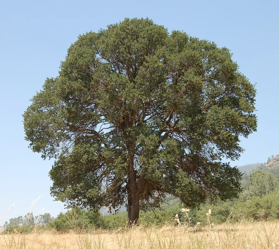 The Quercus douglasii card
