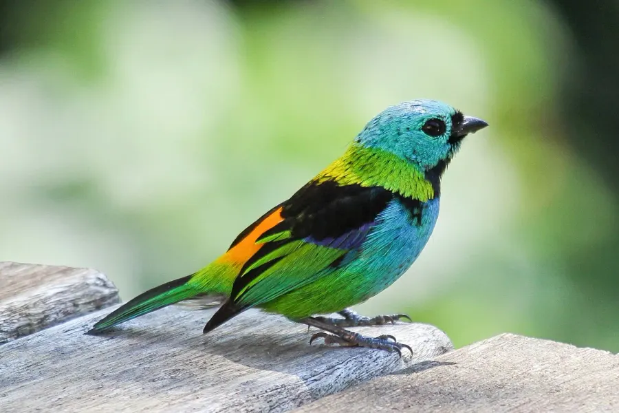 The Tanager card