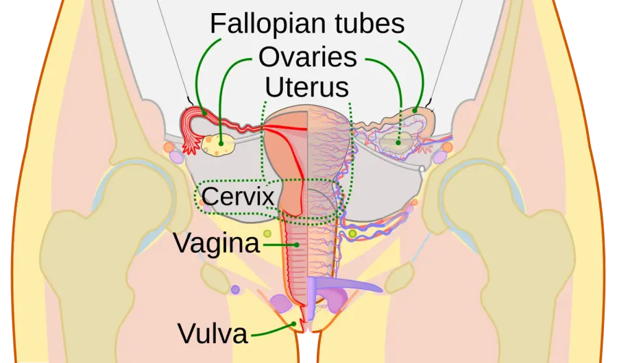 The Cervix card