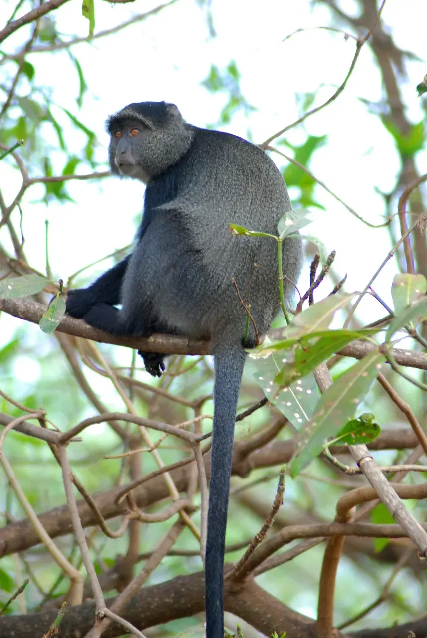La carte Cercopithecus mitis