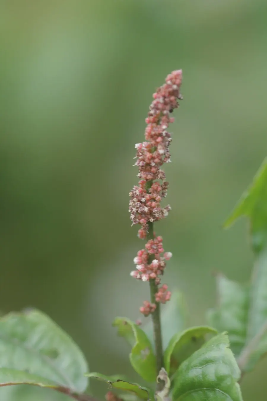 The Acalypha australis card