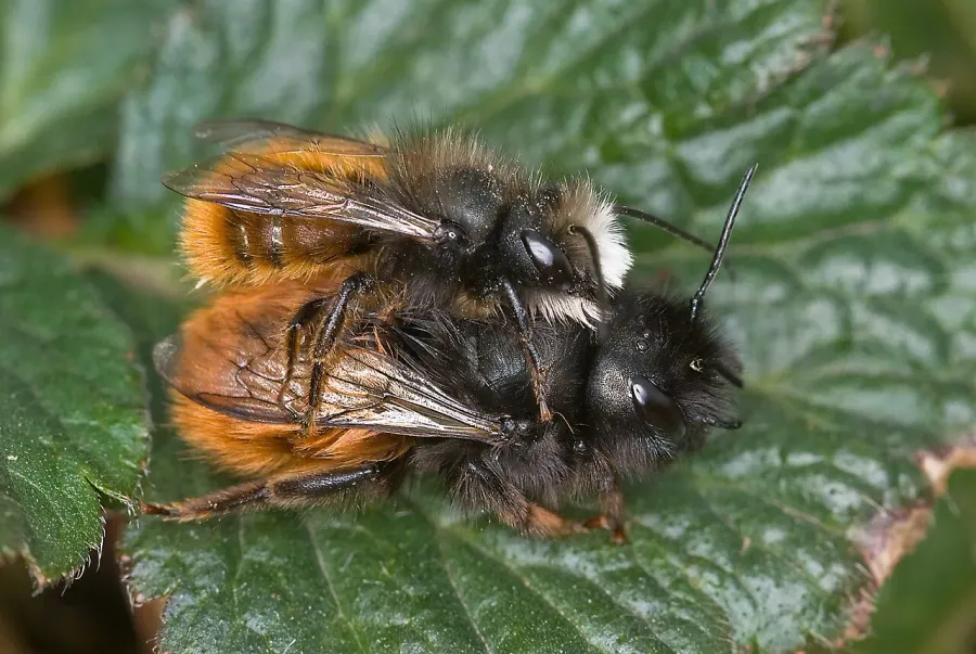 The Osmia cornuta card