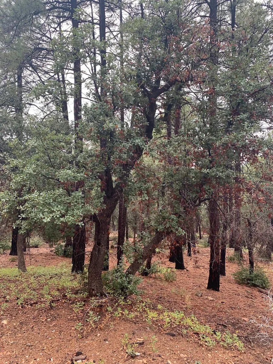 The Quercus arizonica card